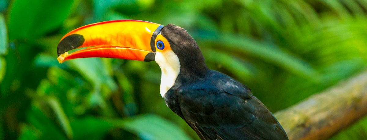 Site-Tucano